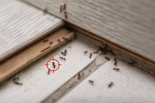 Best Pest Inspection Near Me  in Las Palmas Ii, TX