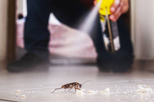 Reliable Las Palmas Ii, TX Pest Control Solutions