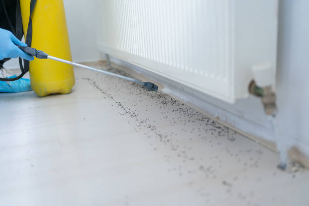 Best Pest Control Near Me  in Las Palmas Ii, TX