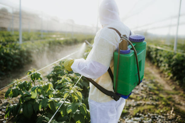 Best Ant Control Services  in Las Palmas Ii, TX